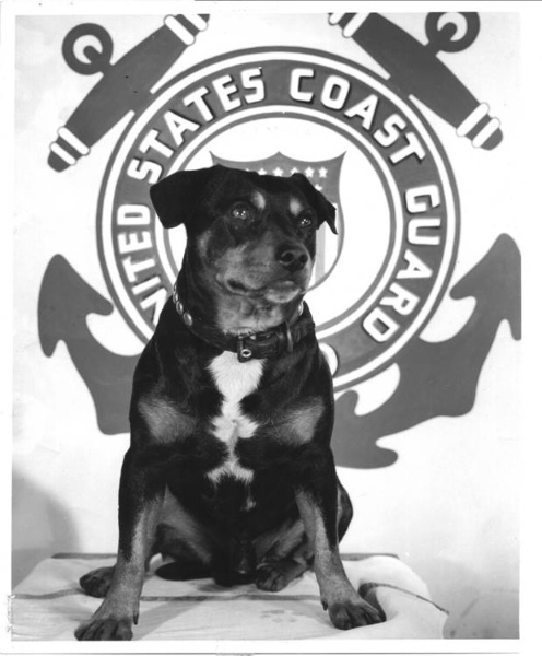 15.	Official photograph of Chief Canine Sinbad featuring the Coast Guard crest in the background. (U.S. Coast Guard)