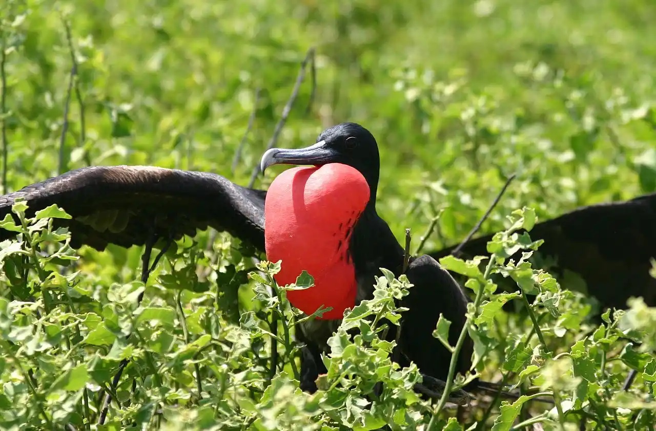 Color image of a frigate bird showing off his colors during mating season. (Wikipedia)