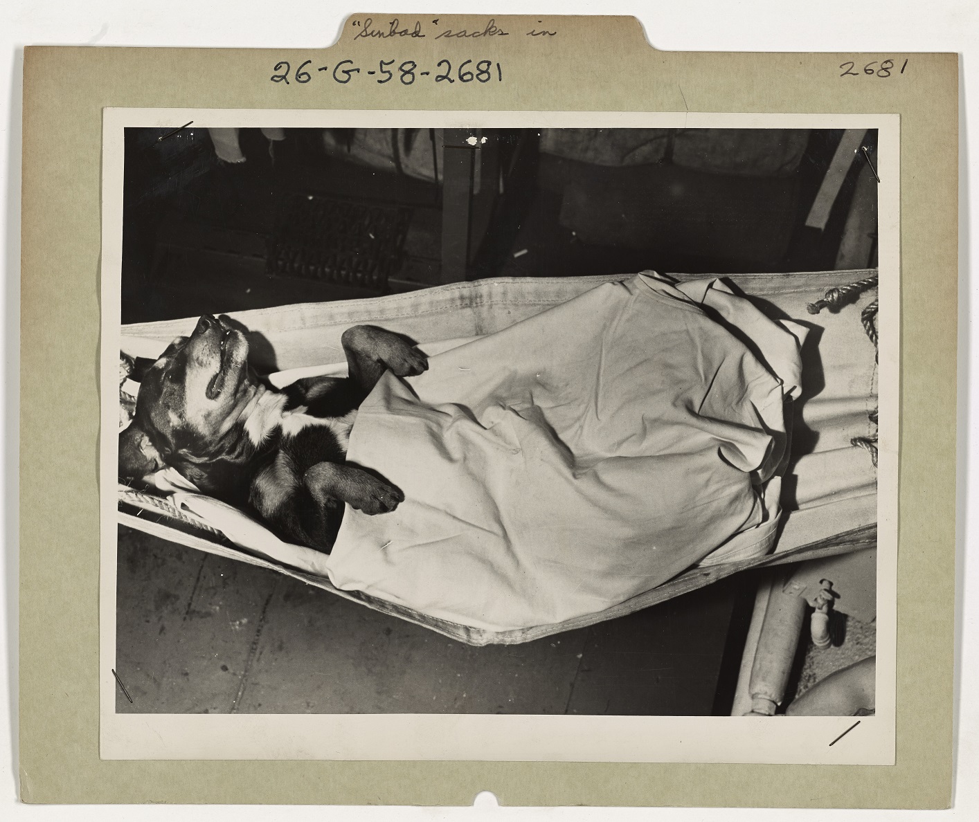 7.	Sinbad fast asleep in his hammock after a long day at sea on board the Campbell. (NARA)