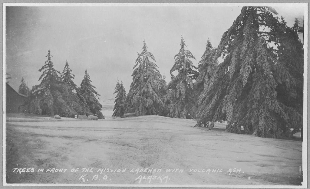 The forested landscape after the eruption shows trees covered in ash. (Library of Congress) The forested landscape after the eruption shows trees covered in ash. (Library of Congress)