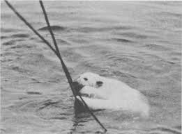 9)	“Marion” the polar bear visiting the ship. (Coast Guard photo)